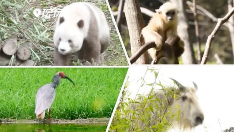 【逶迤秦岭生态好!一起来看秦岭四宝】今天是#世界地球日#,如何爱护环境,与自然和谐相处?我